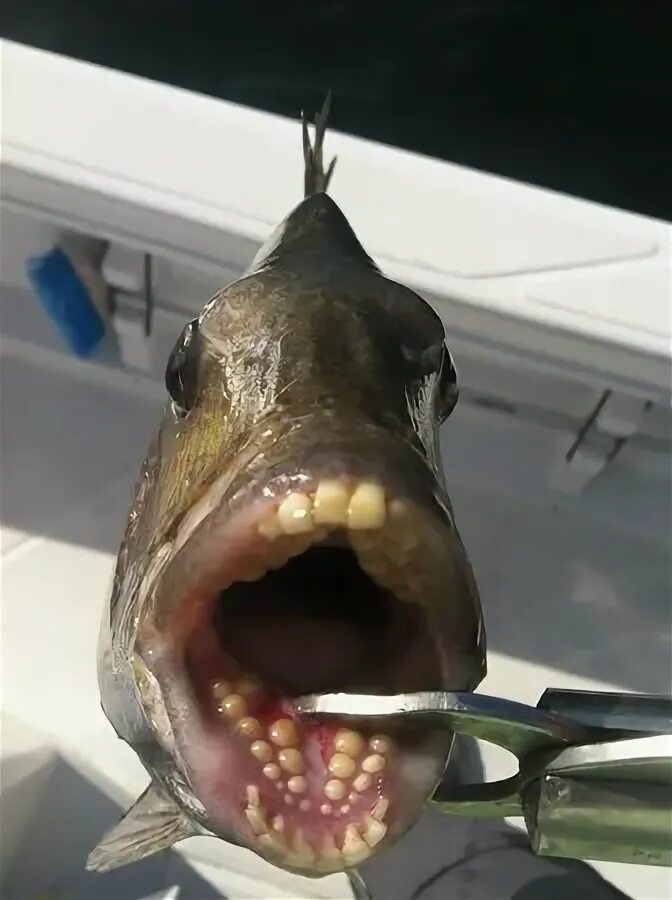 Карась фото зубы The crazy looking mouth of a Sheepshead - Picture of Fish Happens Charters, Gulf