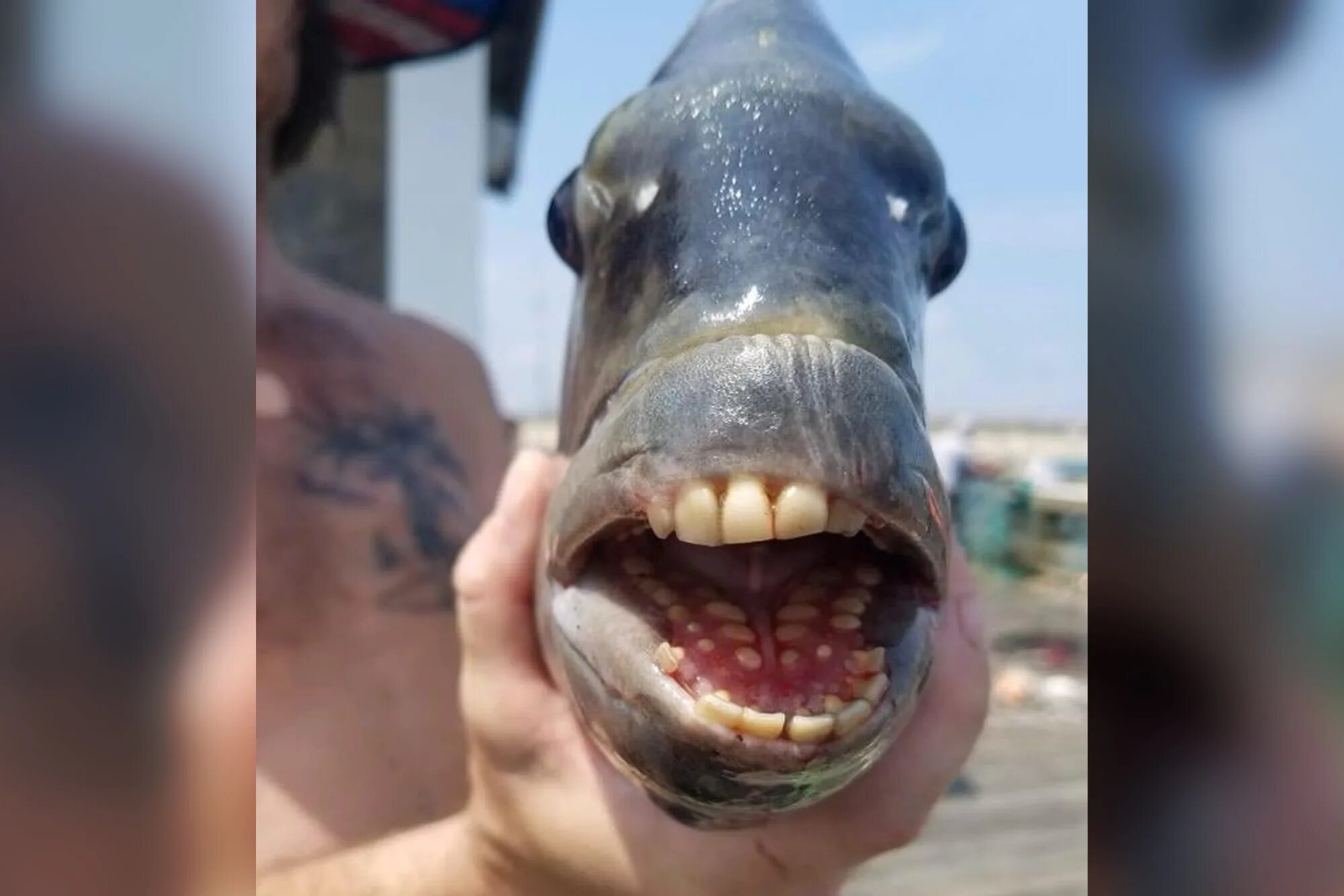 Карась фото зубы Fish with human-looking teeth frightens beachgoers off Outer Banks