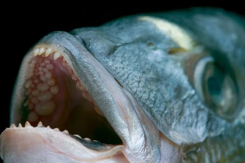 Карась фото зубы Head of a Dorado fish stock photo. Image of teeth, animal - 1309006