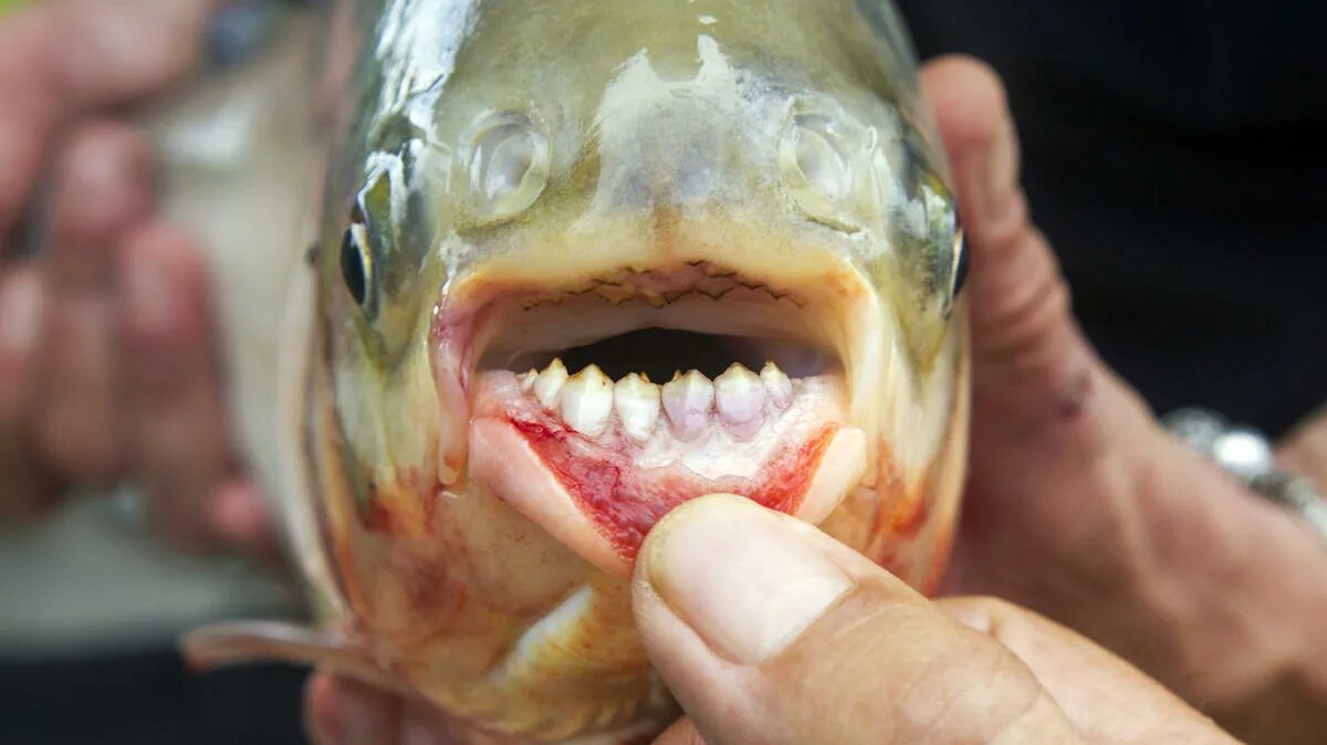 Карась фото зубы Pacu Fish: The Piranha Cousin With Human-like Teeth