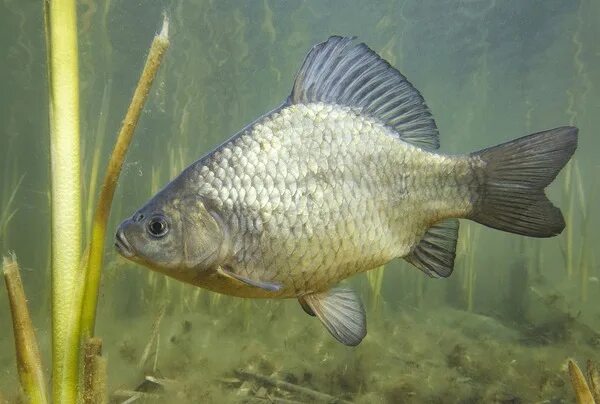 Карась рыба фото речной Carassius carassius, результатов - 8 700: фотографии без лицензионных платежей и