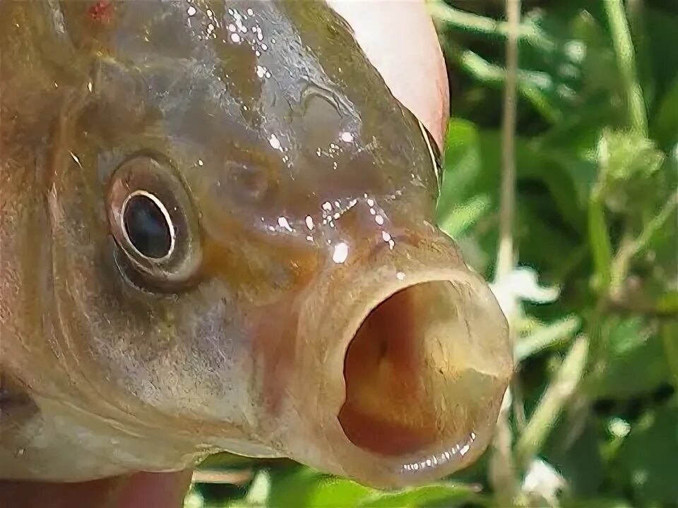 Карась смешные фото ЭТО НЕ КАРАСЬ..... FISHING FOR LAKE CARP . - YouTube