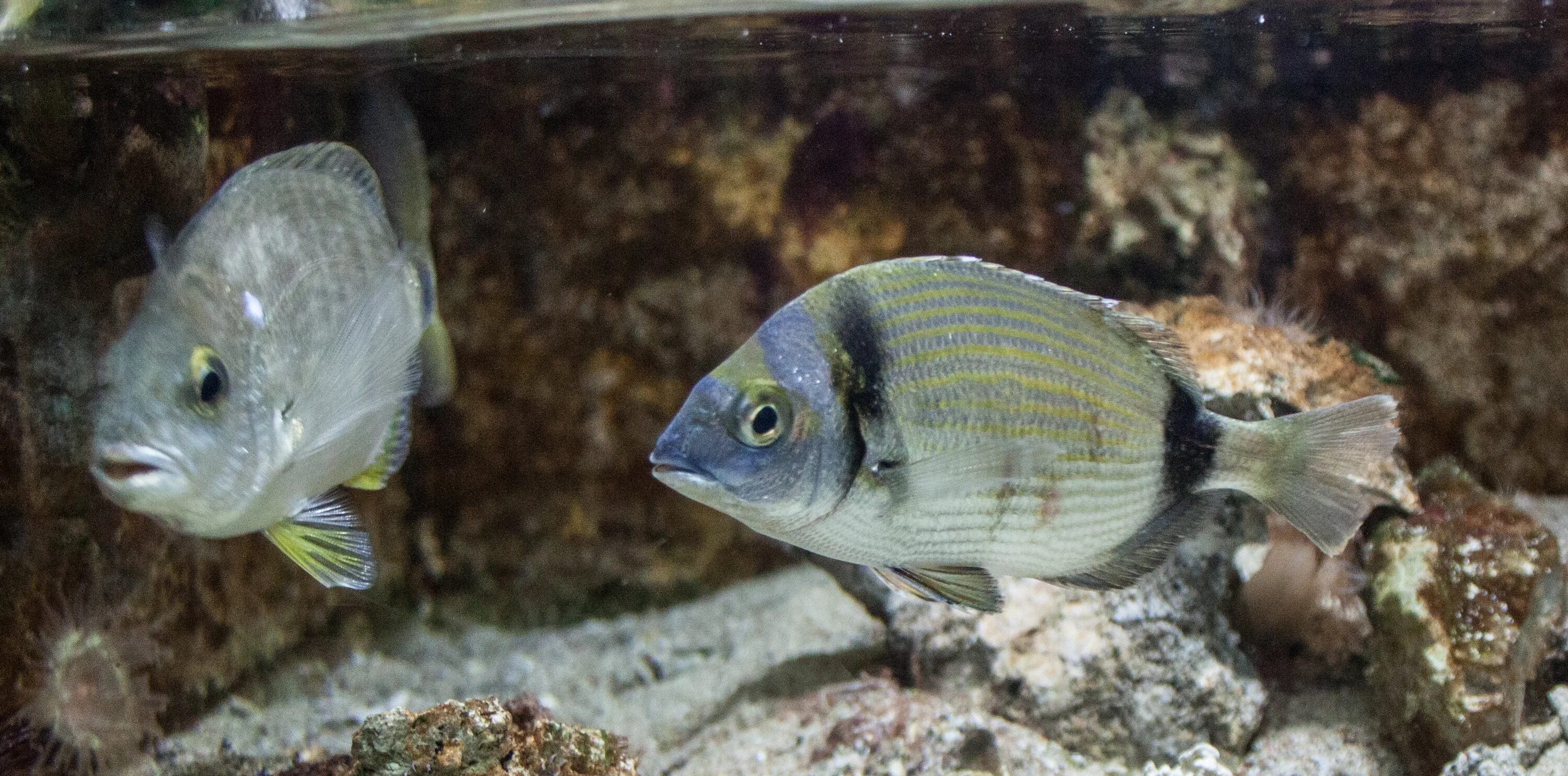 Карась в черном море фото Файл:Rhodes Aquarium - Diplodus vulgaris.jpg - Википедия