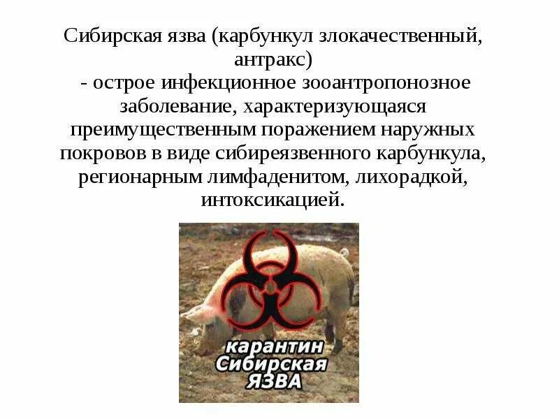 Карбункул при сибирской язве фото Сибирская язва - презентация, доклад, проект скачать