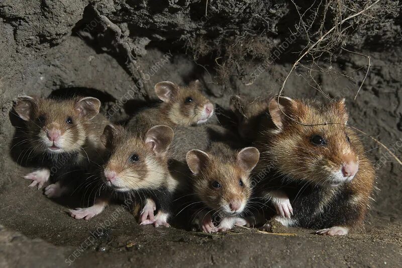 Карбыш фото животного European hamster female and juveniles in burrow - Stock Image - C041/7140 - Scie