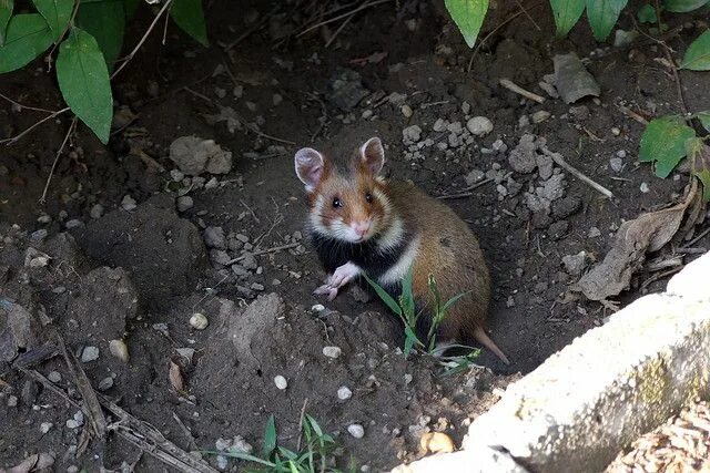 Карбыш зверек фото нижегородской Pin on Hamsters (and other rodents)