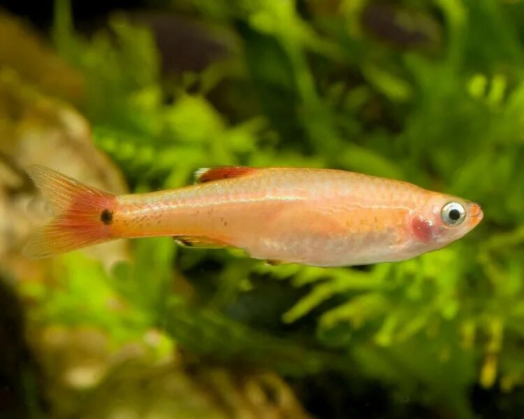Кардинал золотой рыбка аквариумная фото White Cloud Mountain Minnow - Tanichthys Albonubes The Trop Company