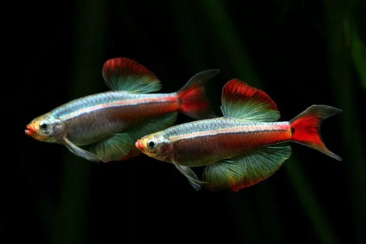 Кардинал золотой рыбка аквариумная фото Beautiful White Cloud Mountain Minnow