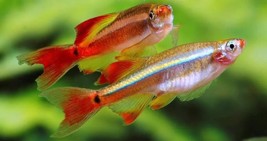 Кардинал золотой рыбка аквариумная фото Кардинал (Tanichthys albonubes) содержание, разведение