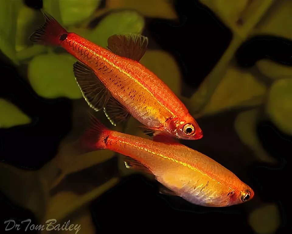 Кардинал золотой рыбка аквариумная фото Instead of bettas or goldfish, White Cloud Minnows may be an alternative aquatic