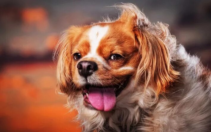 Каре фото собаки Download wallpapers Pekingese, close-up, fluffy dog, brown pekingese, cute dog, 