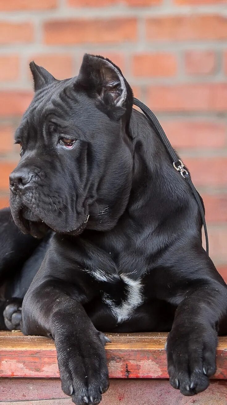 Каре фото собаки Pin on Cane corso italian mastiff Cane corso dog, Corso dog, Cane corso