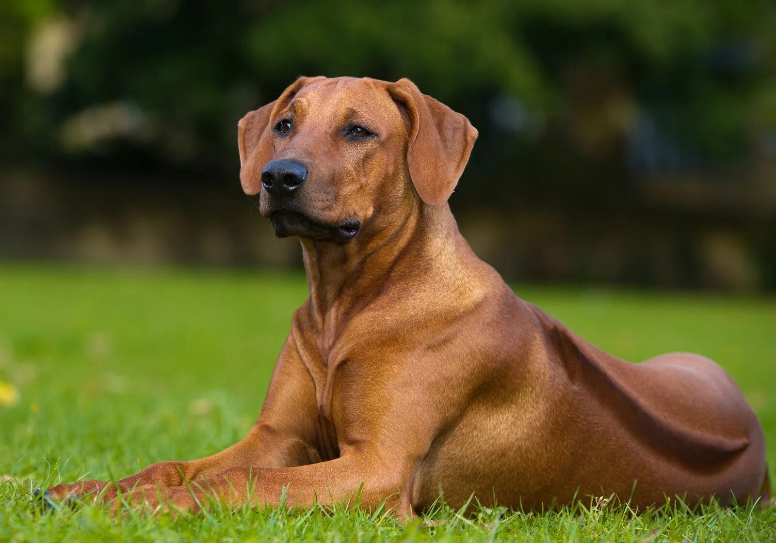 Каре фото собаки Bluetick dog Britannica