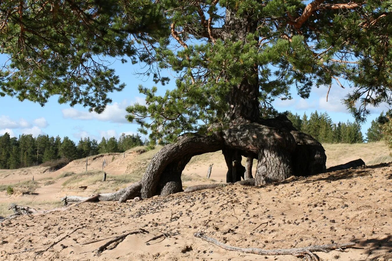 Карельская сосна фото Pinus sylvestris - Image of an specimen - Plantarium