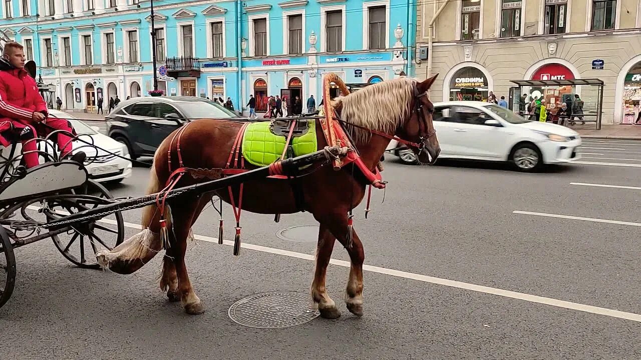 Карета невский просп 126 2 фото Карета с лошадкой на Невском проспекте в Санкт-Петербурге... - YouTube