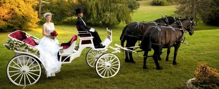 Карета с лошадьми фото The Wedding Carriage - Shenandoah Carriage Horse and carriage wedding, Wedding c