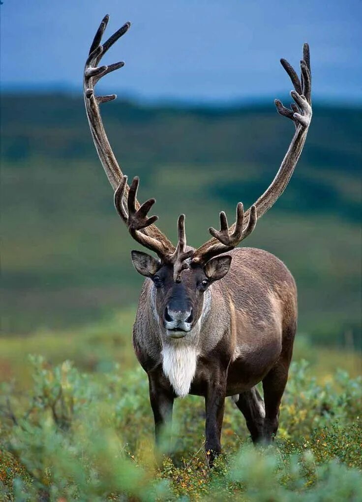 Карибу животное фото caribou species Caribou Rangifer tarandus Wild Animals Pinterest Animals wild, A