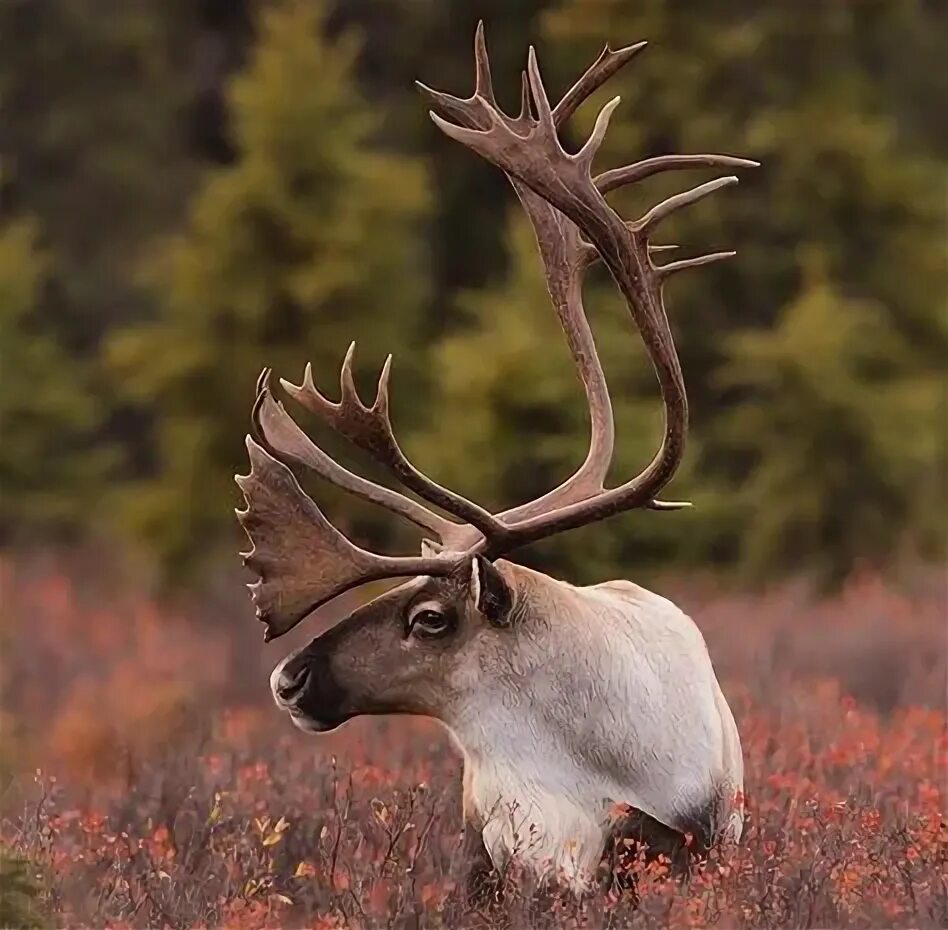 Карибу животное фото Fascinating Facts about Caribou: Discover the Beauty of this Majestic Animal