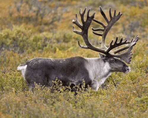 Карибу животное фото Moose, Elk, Caribou, and Reindeer Comparison - Difference Caribou animal, Caribo