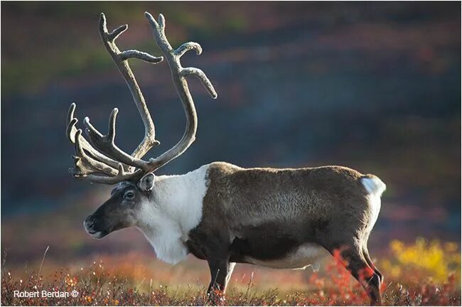 Карибу животное фото Rangifer tarandus Caribou on the tundra by Robert Berdan © Caribou, Caribou hunt