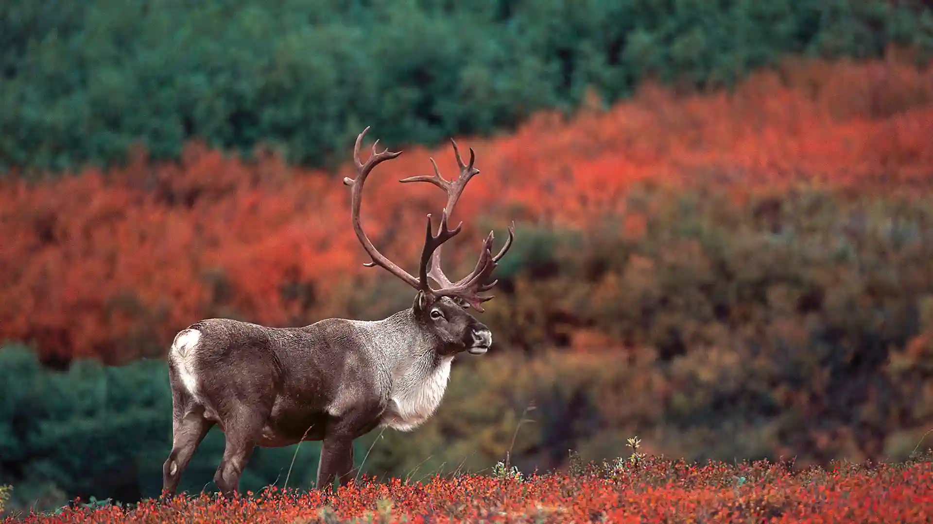 Карибу животное фото Alaska Wildlife: Where to Find the "Big Five"