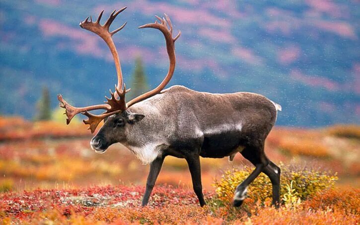 Карибу животное фото Caribou Caribou animal, Wildlife photography, Caribou