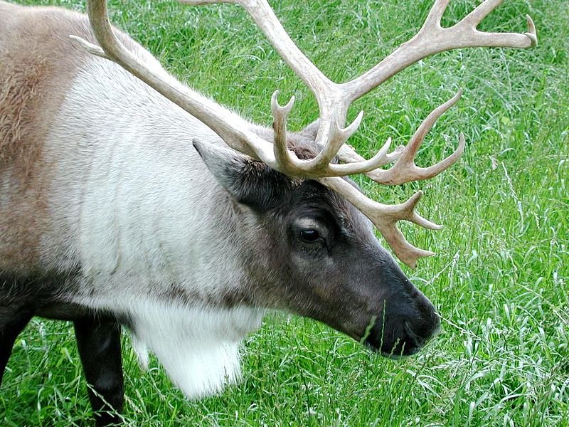 Карибу животное фото Fájl:Caribou close up head.jpg - Wikipédia