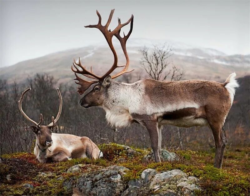 Карибу животное фото Gift to the museum from M. V. Flint - the anomalous horns of the reindeer and th