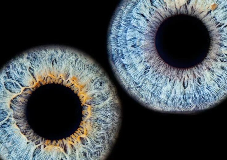 Карие глаза фото радужки Iris Eyes Eye - Free photo on Pixabay Iris, Iridology, Eye photography