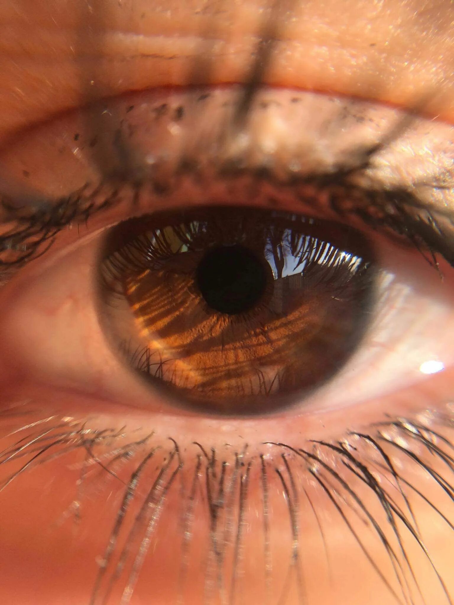 Карие глаза на солнце фото Pin su * Eyes * Occhi belli, Trucco occhi, Sfondi