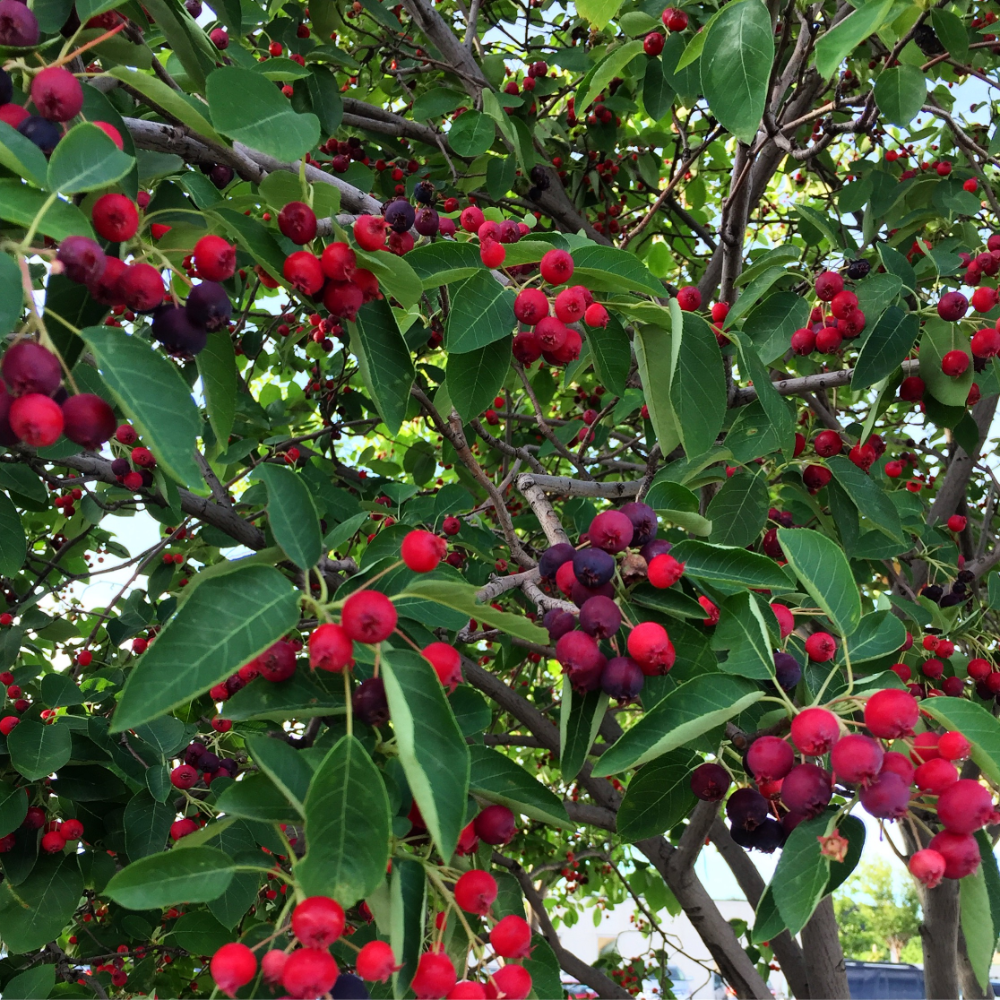 Каринка ягода фото дерево How to Identify Serviceberries - Foraging for Edible Wild Berries - Good Life Re