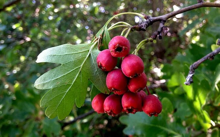 Каринка ягода фото дерево 540x960px free download HD wallpaper: berries, leaves, nature, plant, red, tree,