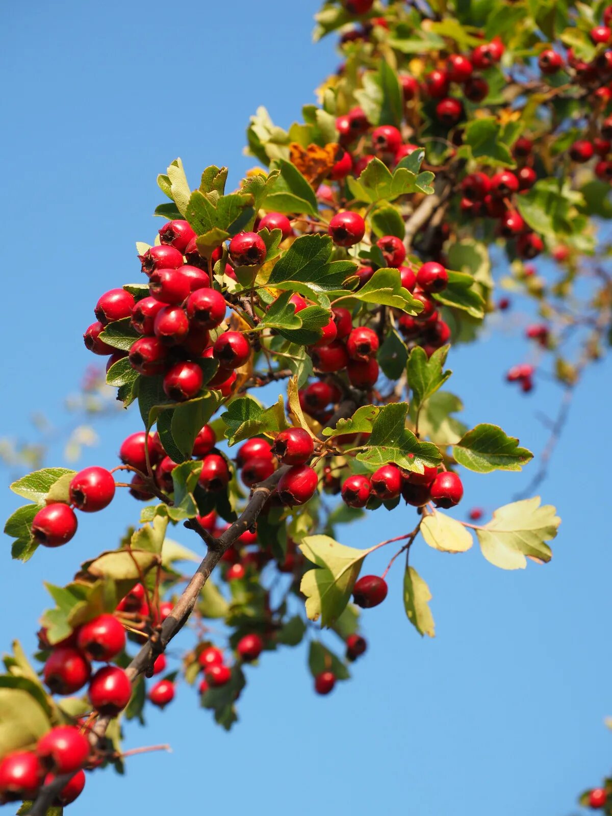 Каринка ягода фото дерево Free Images : tree, branch, blossom, fruit, berry, leaf, flower, bush, food, red