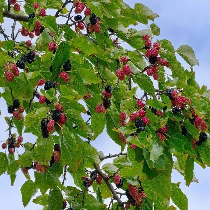 Каринка ягода фото дерево How to Grow: Mulberries- Growing and Caring for Mulberry Trees Mulberry tree, Mu