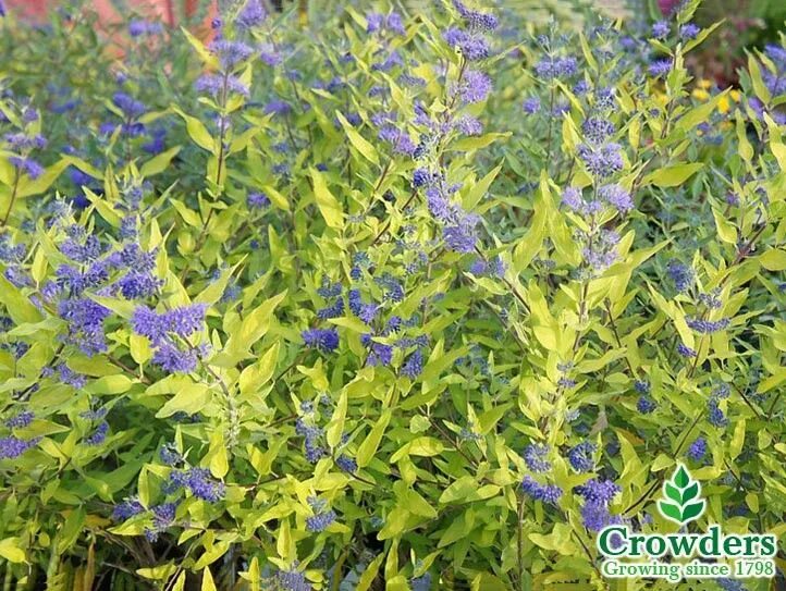 Кариоптерис посадка и уход фото Caryopteris X Clandonensis Hint of Gold, also known as the Blue Mist Shrub is a 