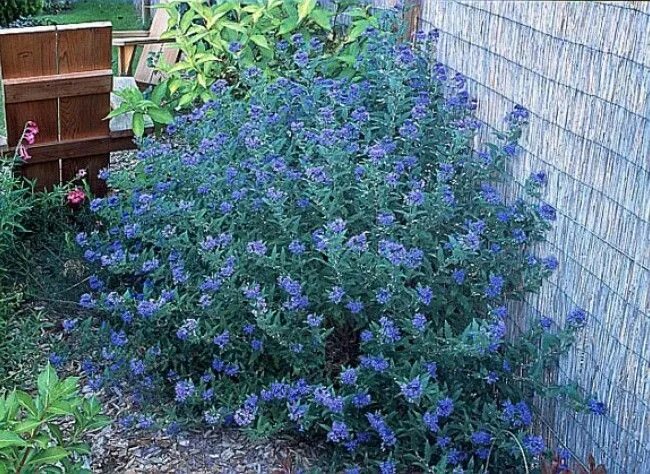 Кариоптерис посадка и уход фото Caryopteris x clandonensis 'Heavenly Blue' - Google keresés Shade perennials, Xe