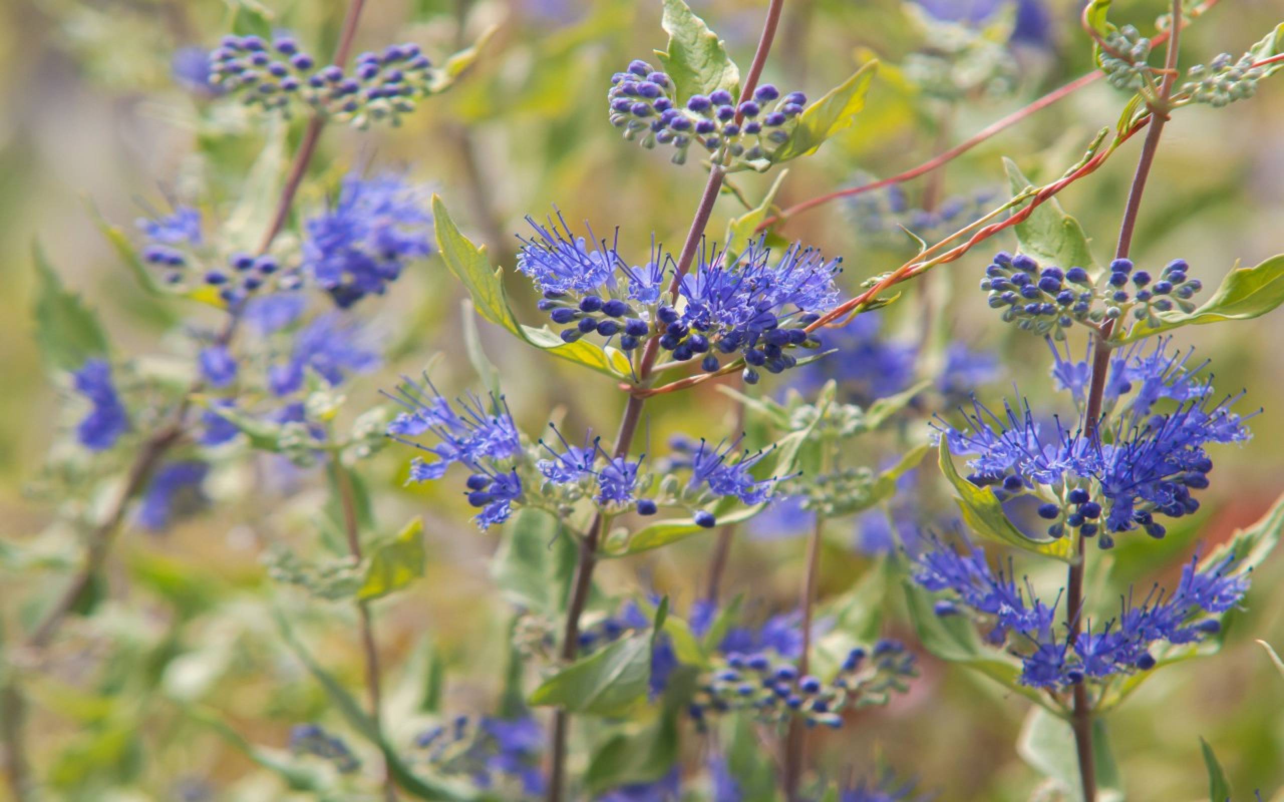 Кариоптерис посадка и уход фото Кариоптерис (Caryopteris) - описание, виды, фото, уход, пересадка, выращивание, 