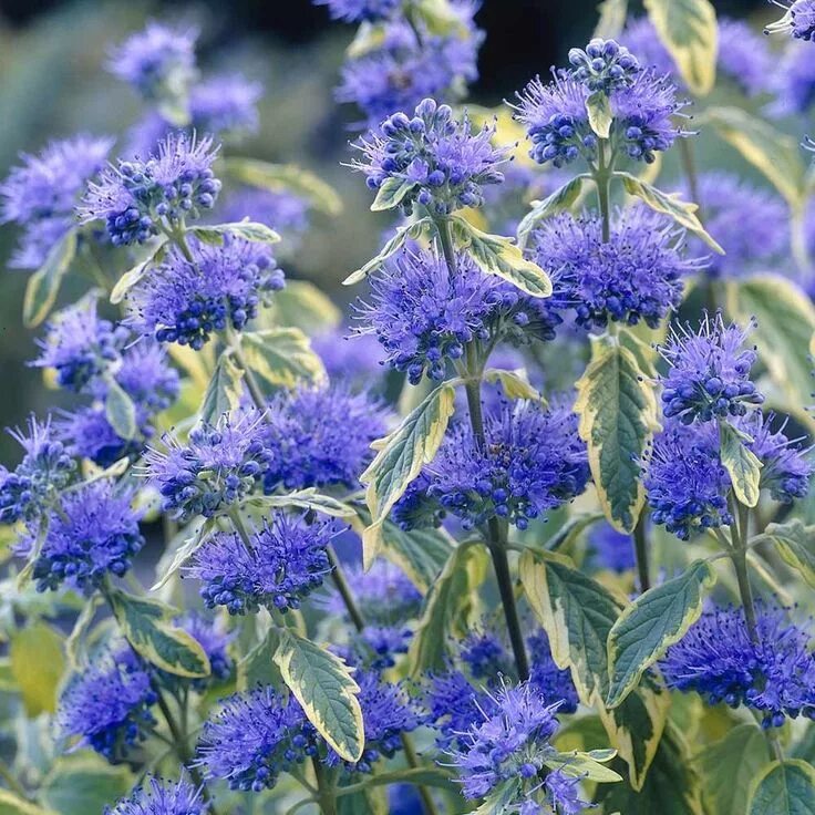 Кариоптерис посадка и уход фото Caryopteris Summer Sorbet