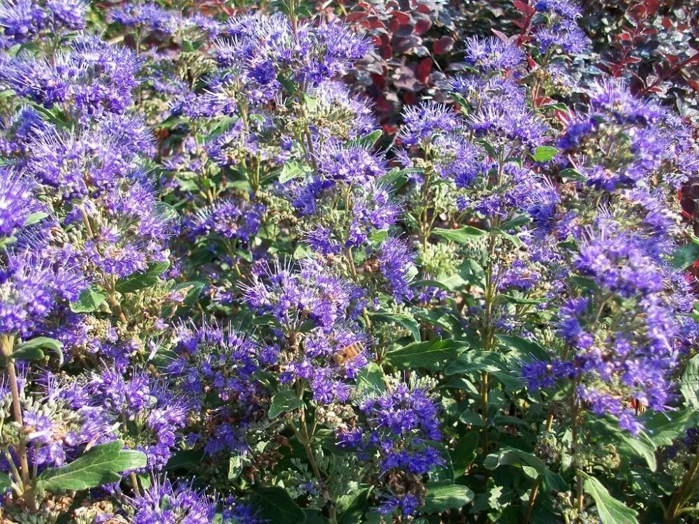 Кариоптерис посадка и уход фото Caryopteris mastacanthus Grand Blue