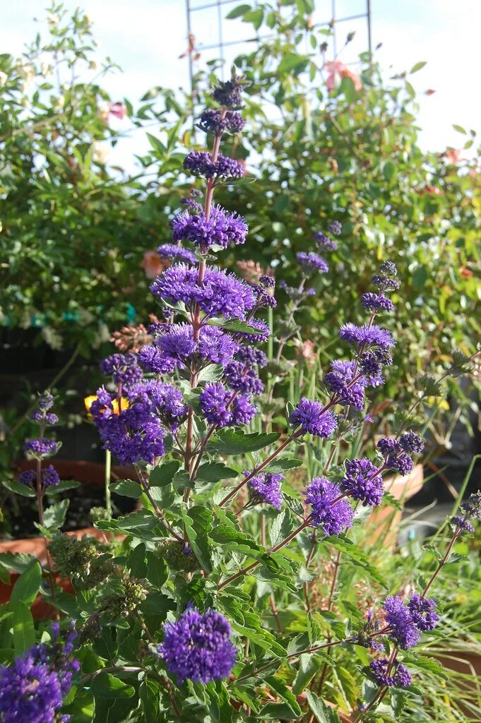 Кариоптерис посадка и уход фото Caryopteris incana "Bluebeard" FarOutFlora Flickr