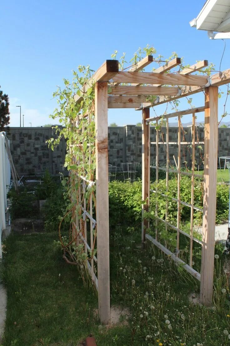 Каркас для винограда фото Building a Grape Arbor in Your Backyard Garden - Our Stoney Acres Backyard pergo