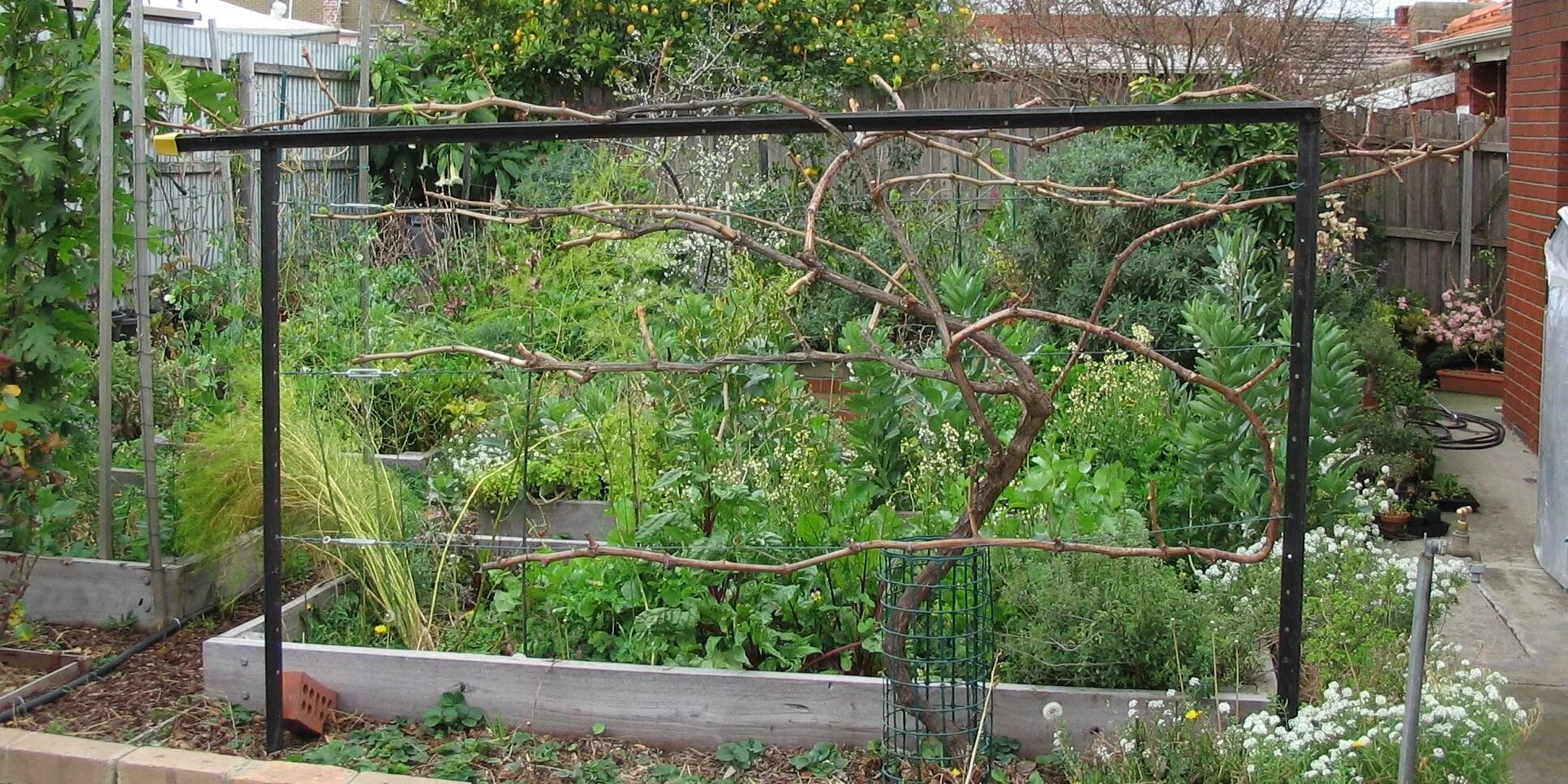 Каркас для винограда фото basic grape arbor from inexpensive components Grape vine trellis, Vine trellis, 