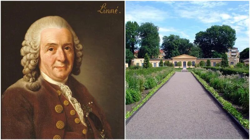 Карл линней фото Carl Linnaeus wanted to create the "flower clock," a garden that would tell the 