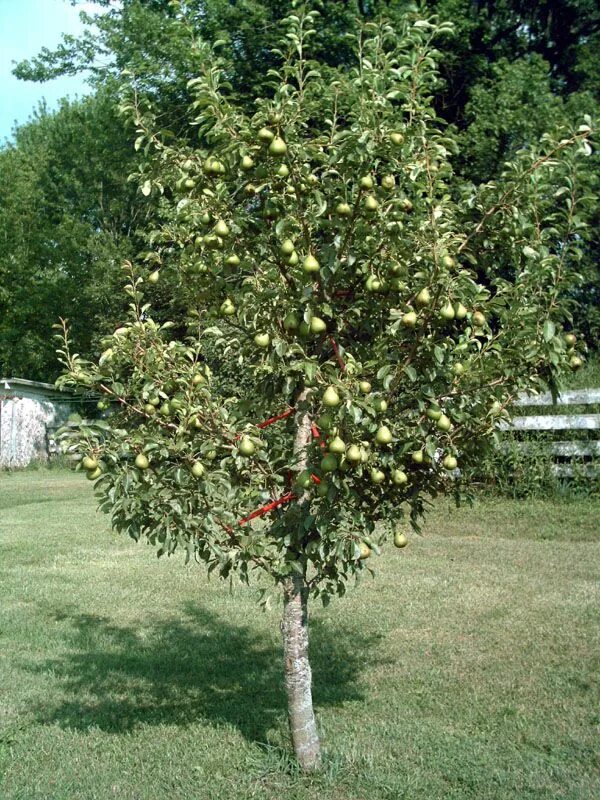 Карликовая груша сорта фото Moonglow pear tree Plants, Fruit garden, Orchard garden