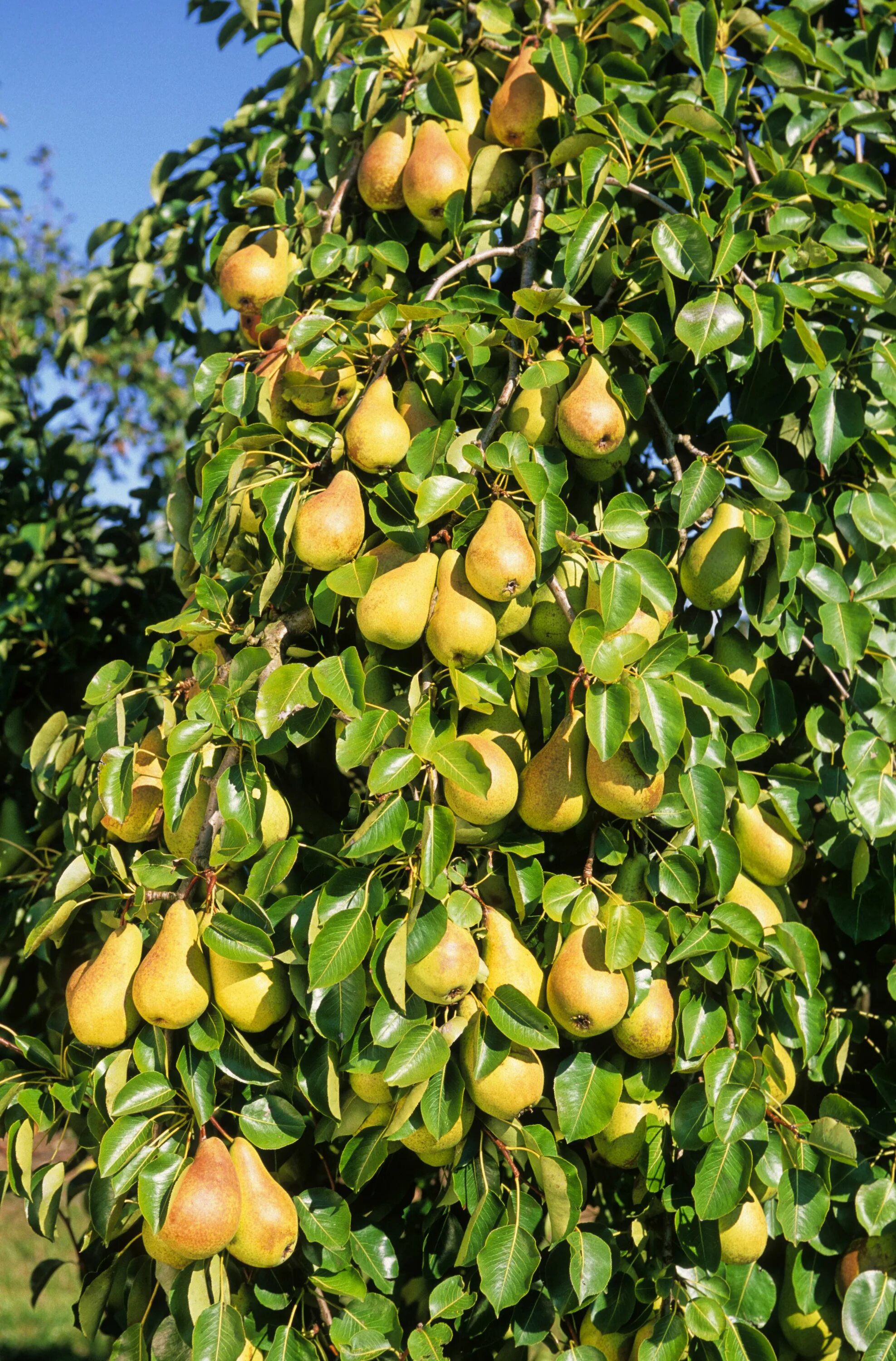 Карликовая груша сорта фото Quel arbre pour mon jardin ? Design de jardin potager, Jardin fruitier, Arbuste