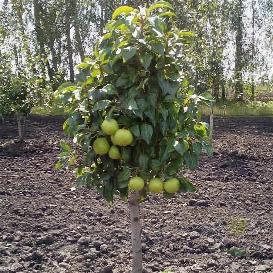 Карликовая груша сорта фото Саженцы Груша Тульская ранняя купить в Москве по низкой цене из питомника, доста