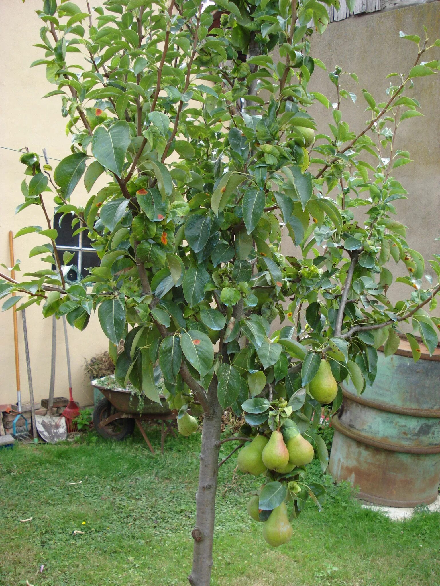 Карликовая груша сорта фото Pear tree Alsace Fruit trees, Pear trees, Tree