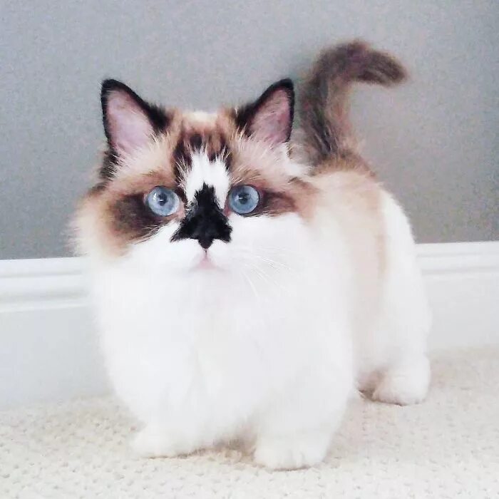 Карликовая кошка фото и цена Meet Albert, The Cutest Munchkin Cat With Unique "Skull" Nose And 450,000 Follow