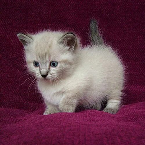 Карликовая кошка фото и цена 100 Pics Cats 16 level answer: MUNCHKIN