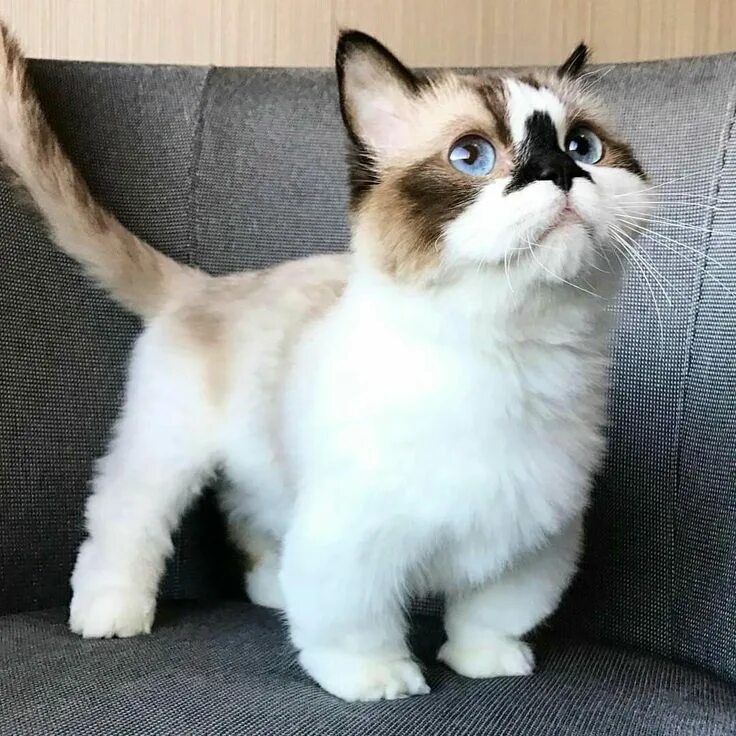 Карликовая кошка фото и цена Pin by Jacqueline's Sideline on Albert Baby Cat ❤ Munchkin cat, Munchkin kitten,